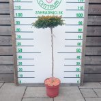 Cypruštek tupolistý (Chamaecyparis obtusa) ´GITTE´ - výška 100-120 cm, kont. C5L - NA KMIENKU